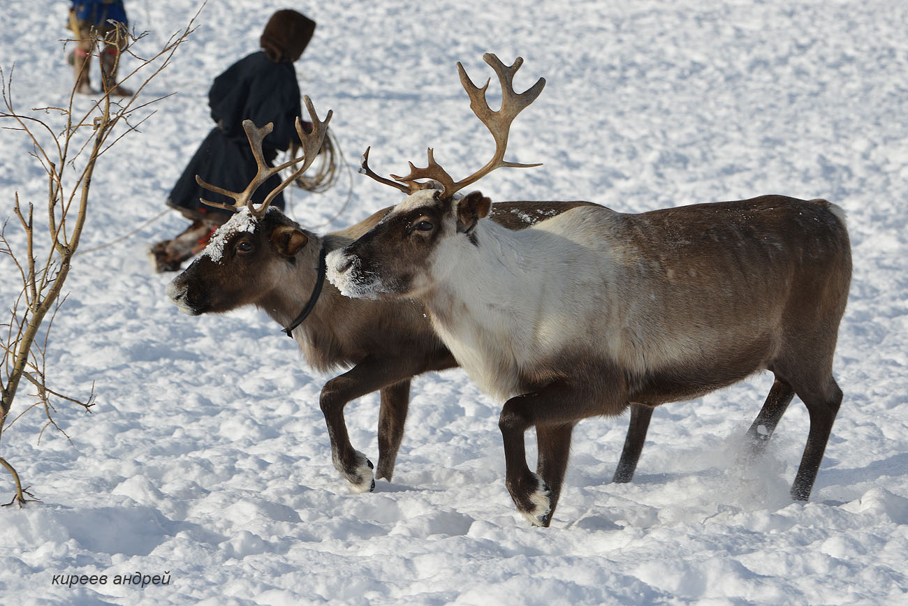Yamal (Ямал)